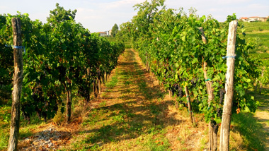 Wine Regions of Slovenia - Goriska Brda - Sloveniaforyou's guide to ...